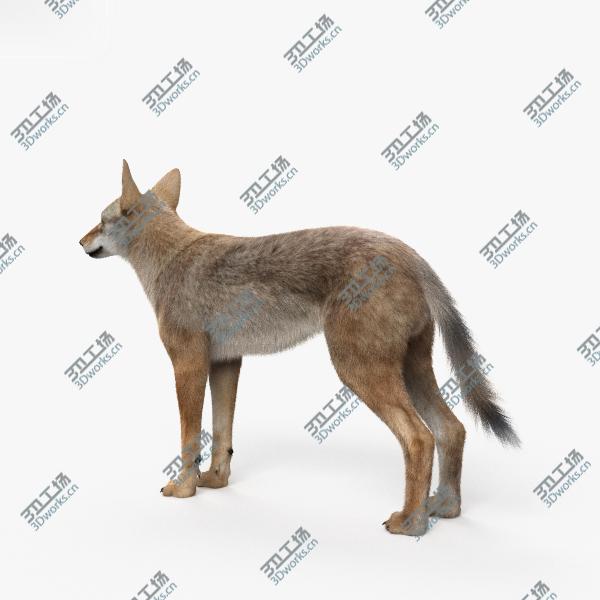 images/goods_img/202105071/3D model Coyote HD/2.jpg
